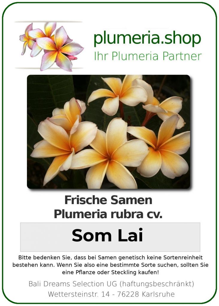 Plumeria rubra "Som Lai"