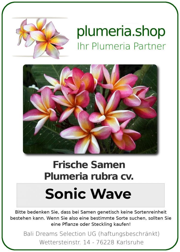 Plumeria rubra "Sonic Wave"