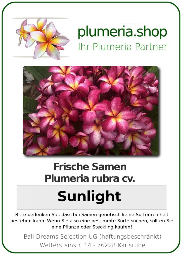 Plumeria rubra "Sunlight"