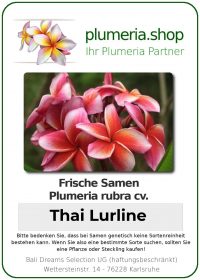 Plumeria rubra "Thai Lurline"
