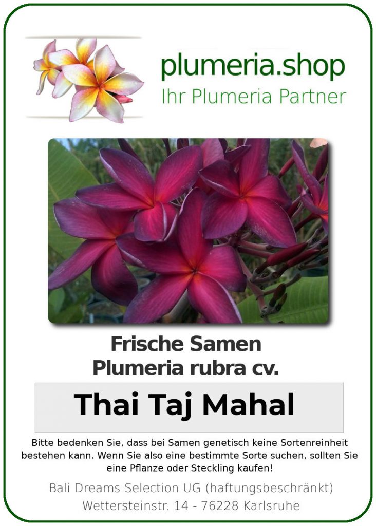 Plumeria rubra "Thai Taj Mahal"