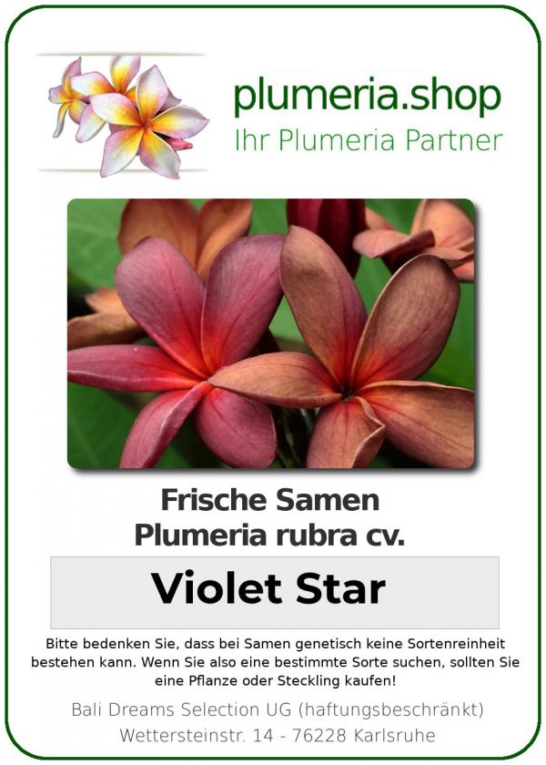 Plumeria rubra "Violet Star"