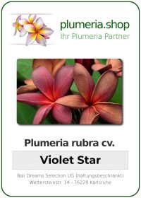 Plumeria rubra "Violet Star"