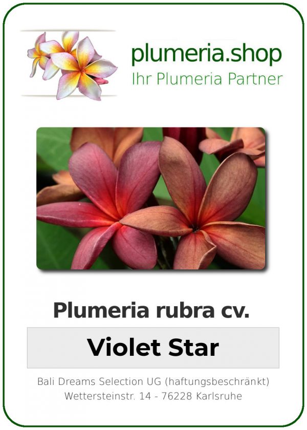 Plumeria rubra "Violet Star"