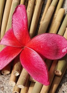 Tonkin Stäbe / Bambus Stäbe