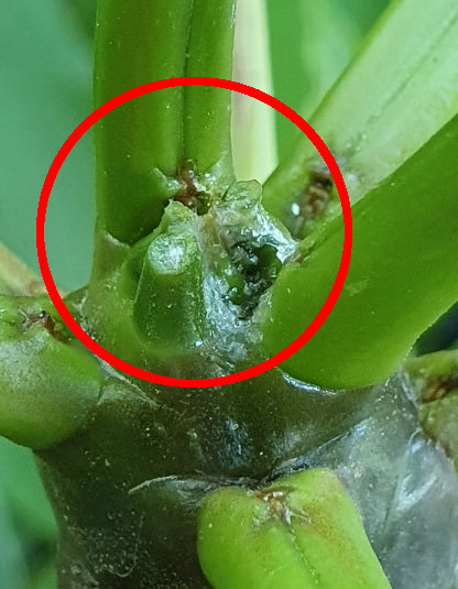 Bulb formation on a frangipani