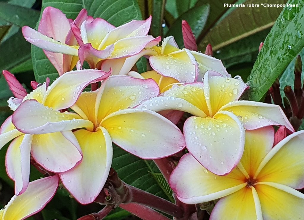 Frangipani Postkarte Motiv #41 - Chompoo Paan