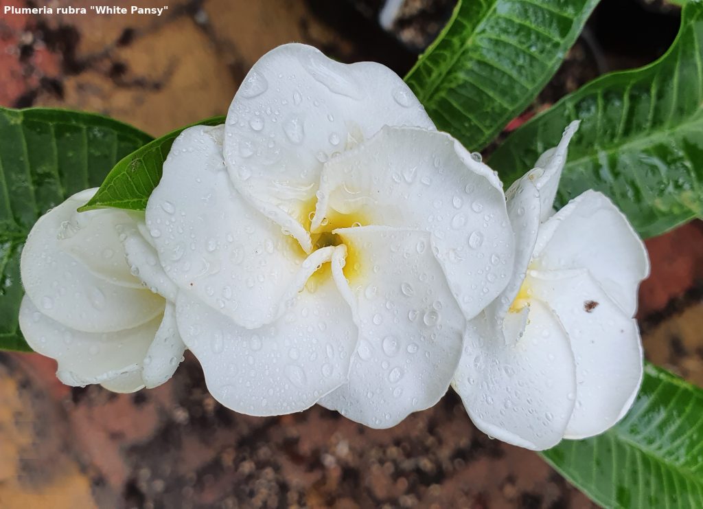 Frangipani Postkarte Motiv #40 - White Pansy