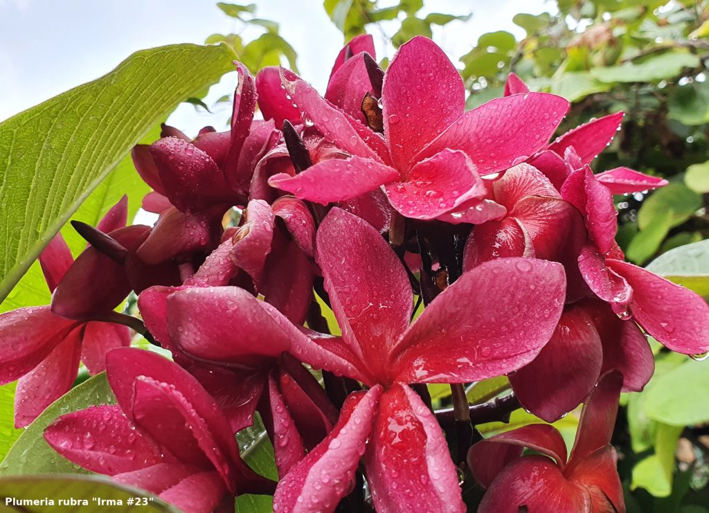 Frangipani Postkarte Motiv #45 - "Irma #23"