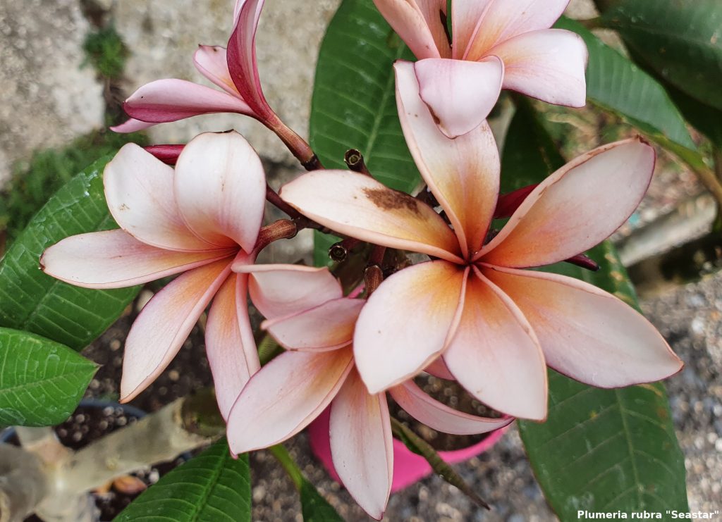 Frangipani Postkarte Motiv #46 - "Sea Star"