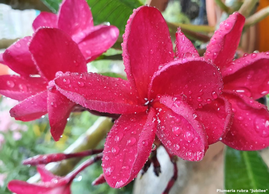 Frangipani Postkarte Motiv #48 - "Jubilee"