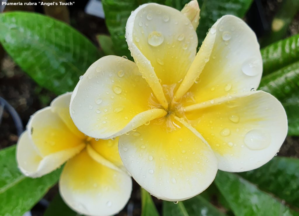 Frangipani Postkarte Motiv #49 - "Angel's Touch"