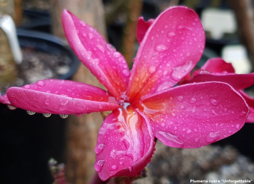 Frangipani Postkarte Motiv #50 - "Unforgettable"