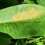 Sonnenbrand auf einem Plumeria Blatt
