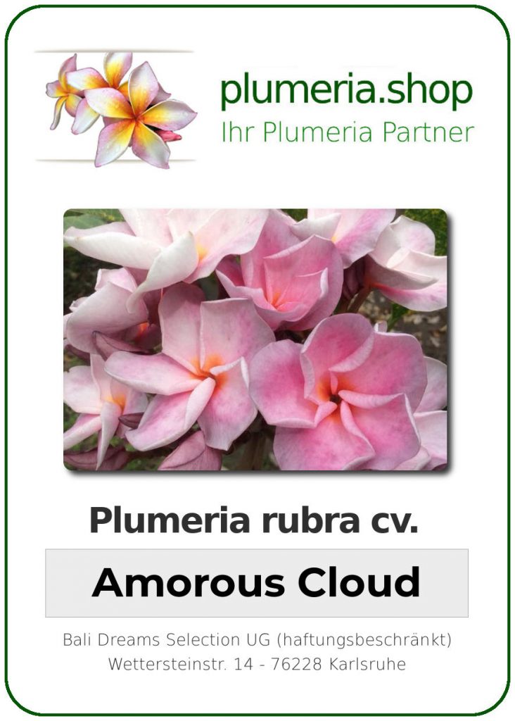 Plumeria rubra "Amorous Cloud"