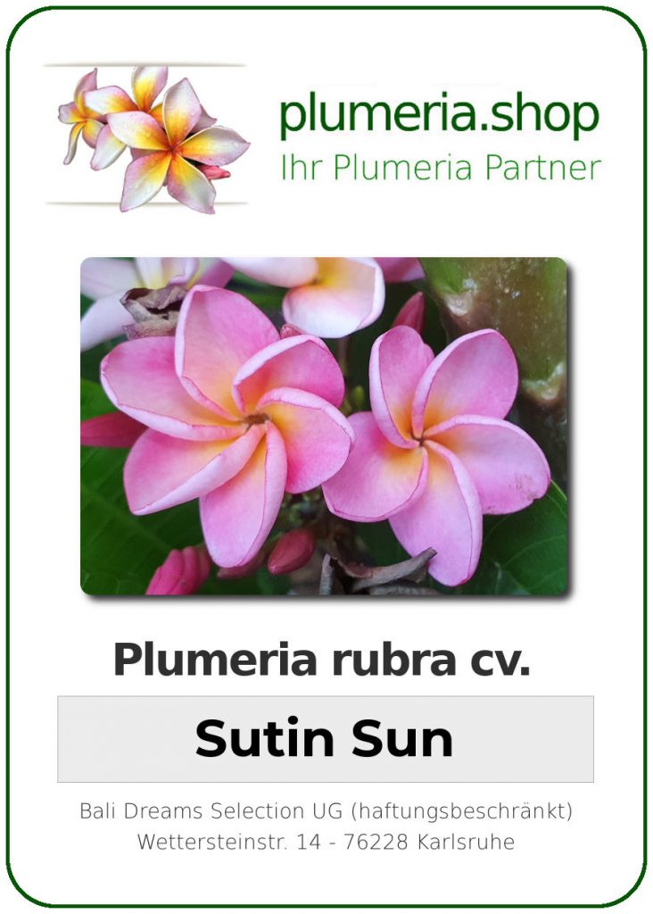 Plumeria rubra "Sutin Sun"