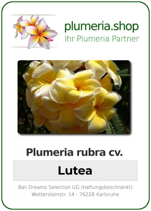 Plumeria rubra "Lutea"