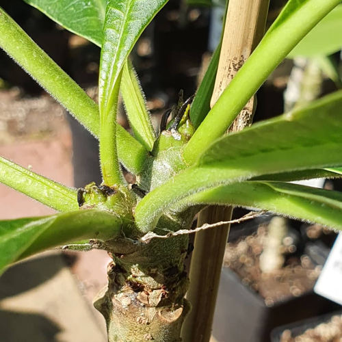 Mehrtriebig kaufen, dann kommen sicher Blüten! – Plumeria Shop – Ihr Partner für qualitativ ...