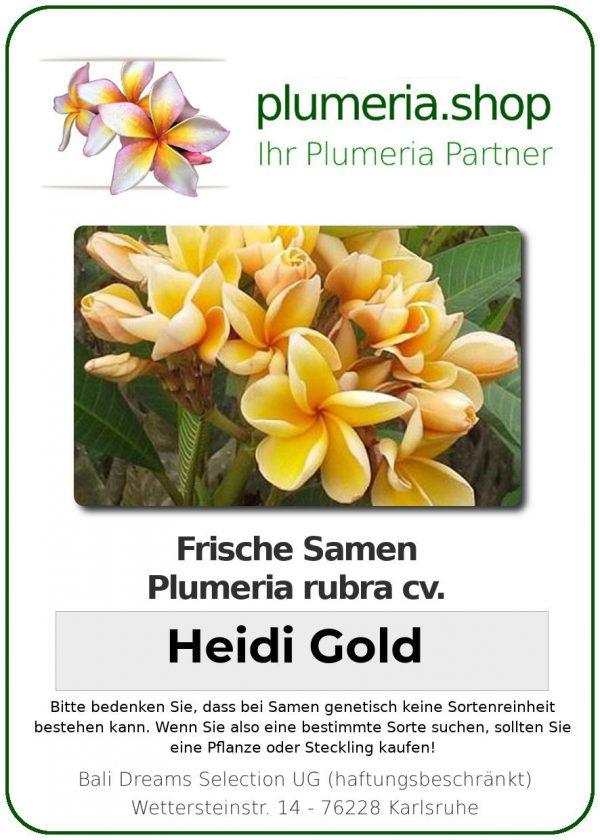 Plumeria rubra - Seeds - &quot;Heidi Gold