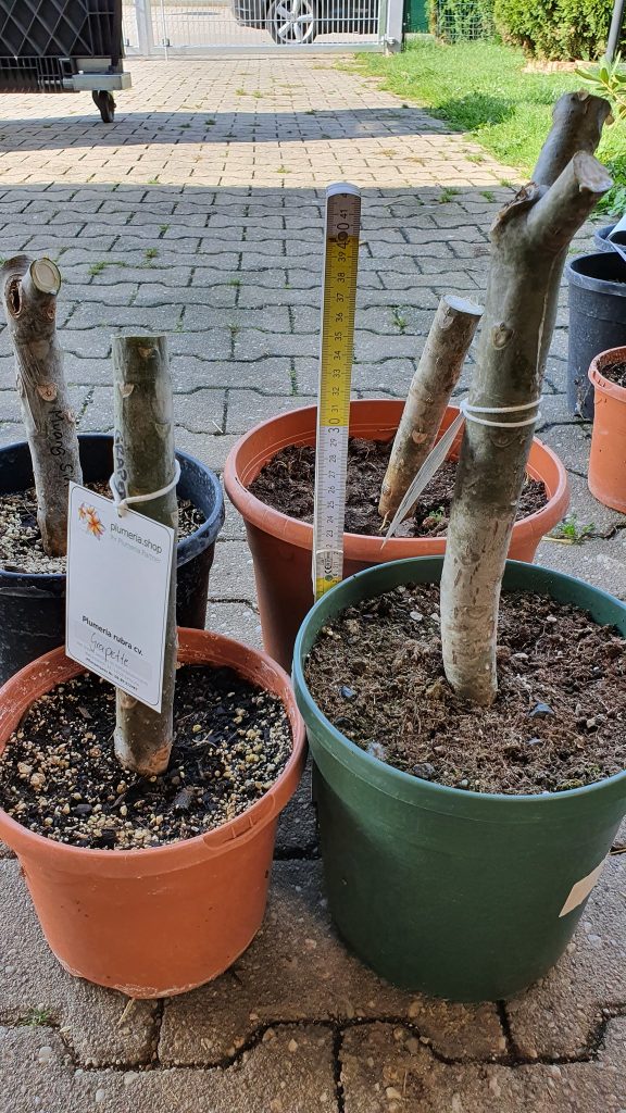 Plumeria rubra Stummel versch. Sorten