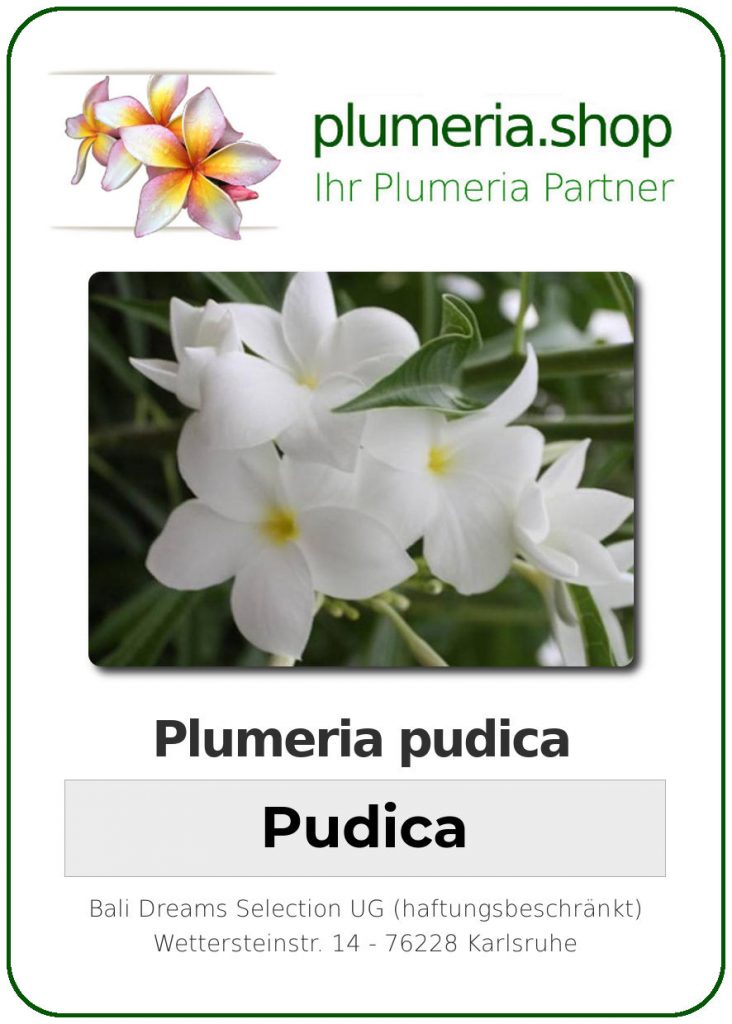 Plumeria "Pudica"