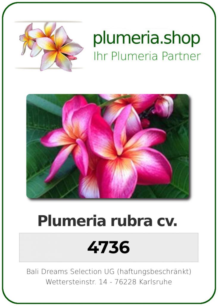 Plumeria rubra cv. "#4736" - unbewurzelter Steckling