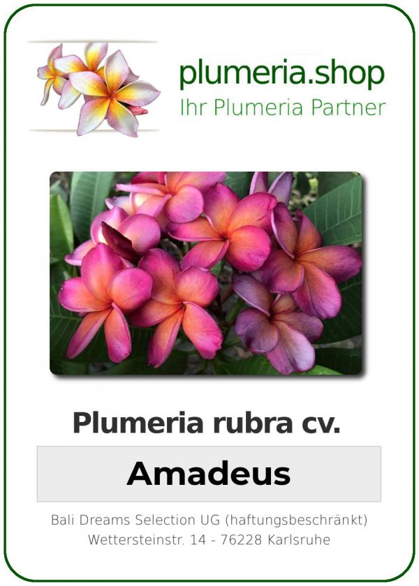 Plumeria rubra - &quot;Amadeus&quot;