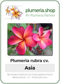 Plumeria rubra "Asia"