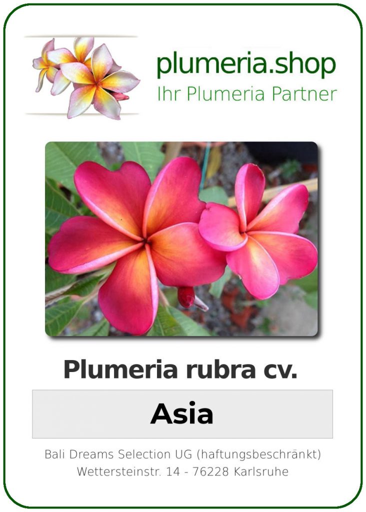 Plumeria rubra cv. "Asia" - unbewurzelter Steckling