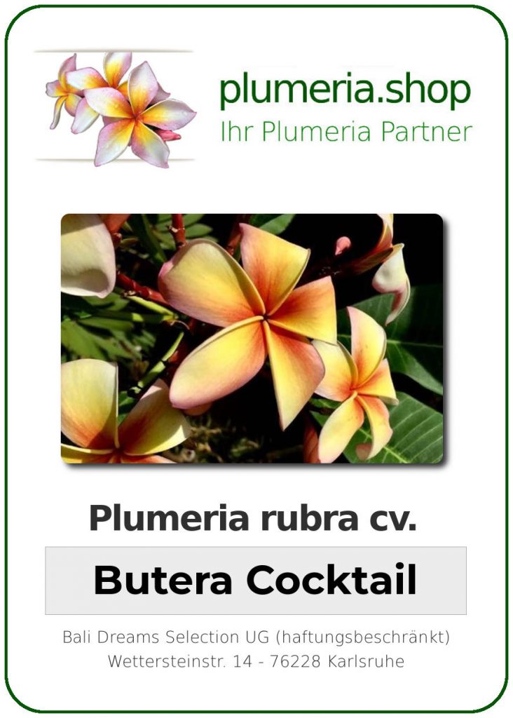Plumeria rubra cv. "Butera Cocktail" - unbewurzelter Steckling