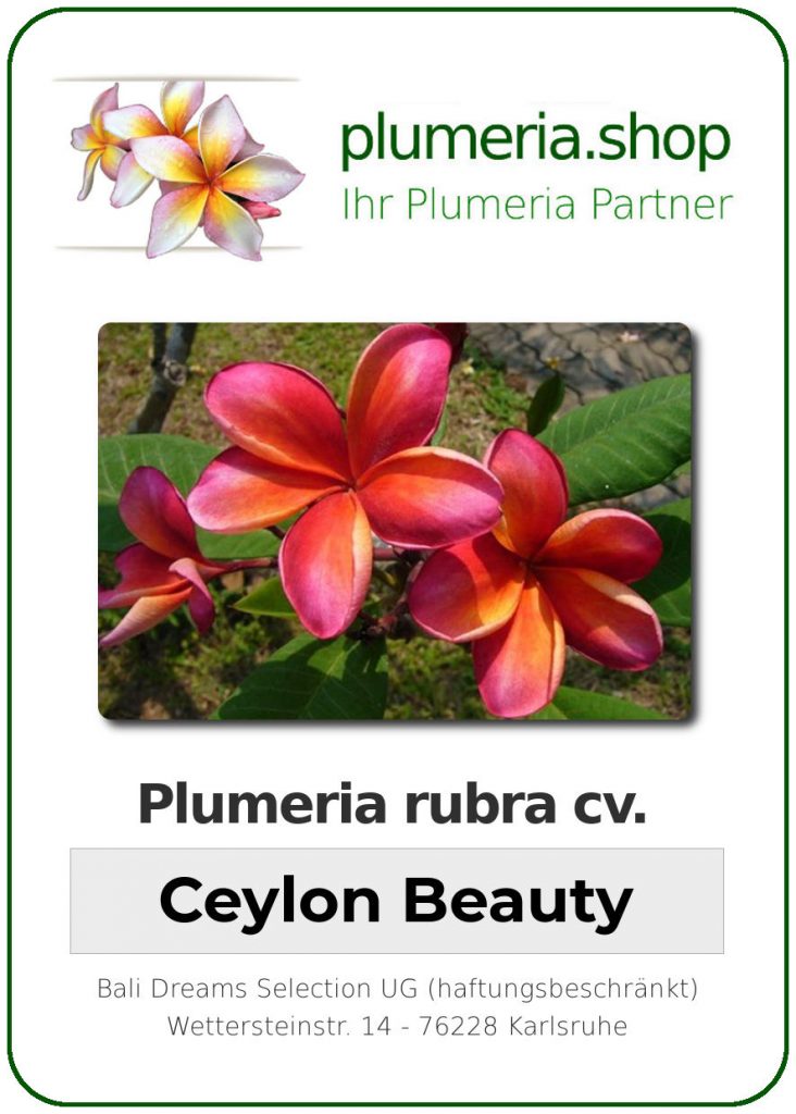 Plumeria rubra cv. "Ceylon Beauty" - unbewurzelter Steckling