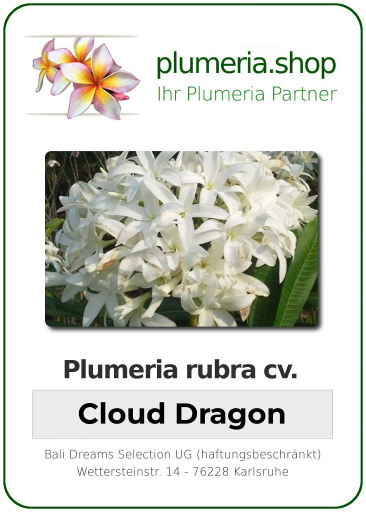 Plumeria rubra cv. "Cloud Dragon" - unbewurzelter Steckling