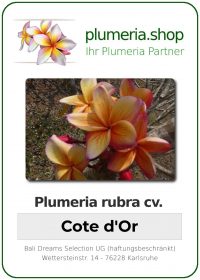 Plumeria rubra - "Cote de Or"