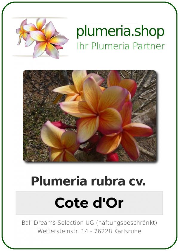 Plumeria rubra - "Cote de Or"