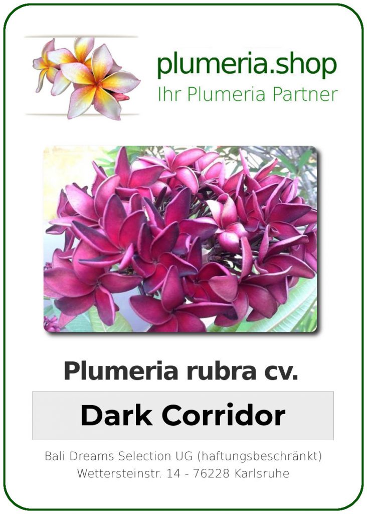 Plumeria rubra cv. "Dark Corridor" - unbewurzelter Steckling