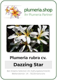 Plumeria rubra - "Dazzing Star"