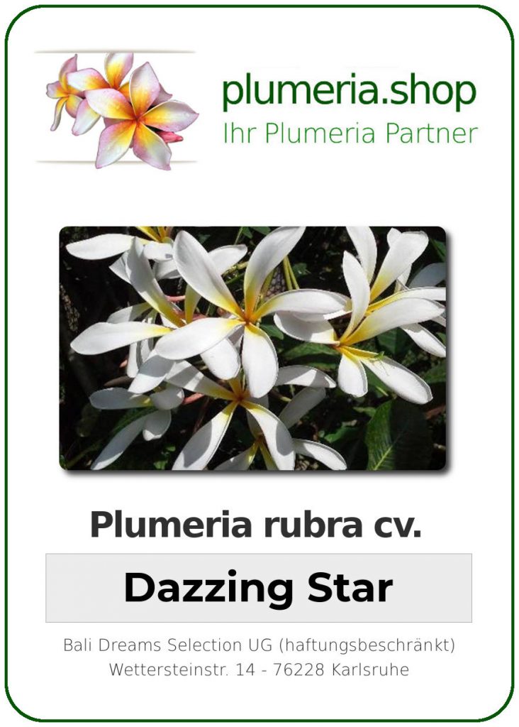 Plumeria rubra cv. "Dazzing Star" - unbewurzelter Steckling