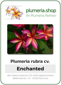 Plumeria rubra - "Enchanted"