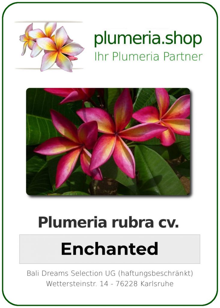 Plumeria rubra cv. "Enchanted" - unbewurzelter Steckling