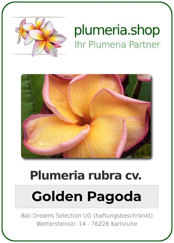 Plumeria rubra "Golden Pagoda"