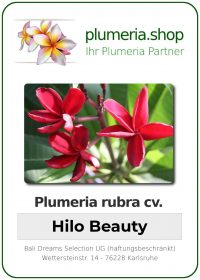 Plumeria rubra - &quot;Hilo Beauty&quot;