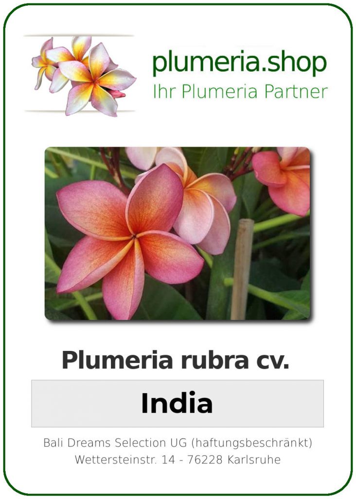 Plumeria rubra "India"