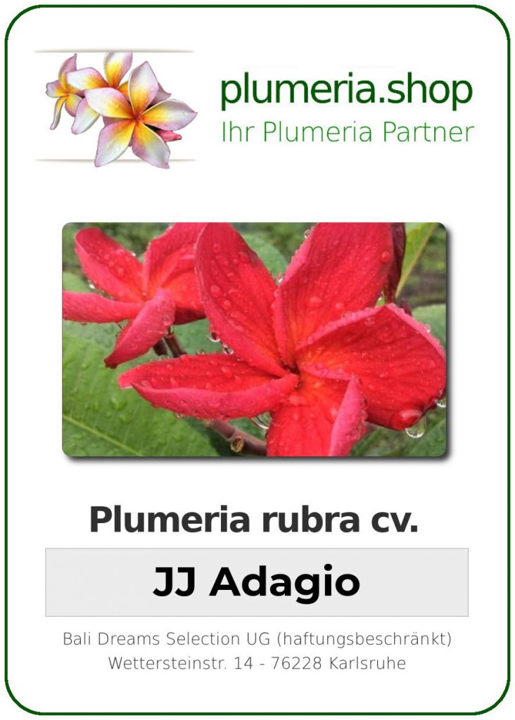 Plumeria rubra "Adagio"