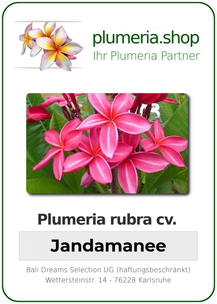 Plumeria rubra cv. "Jandamanee" - unbewurzelter Steckling