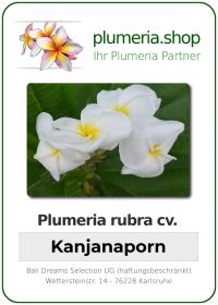 Plumeria rubra - "Kanjanaporn"