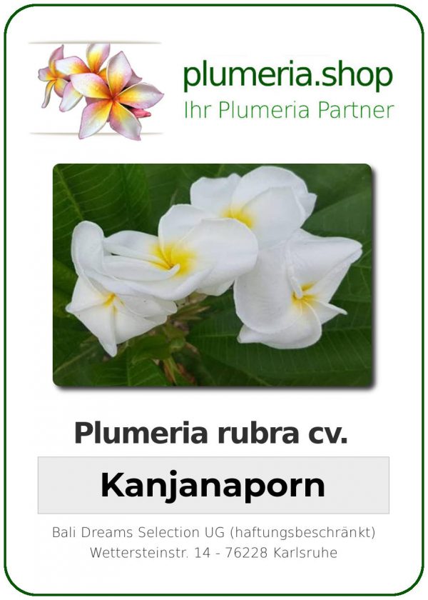 Plumeria rubra - &quot;Kanjanaporn&quot;