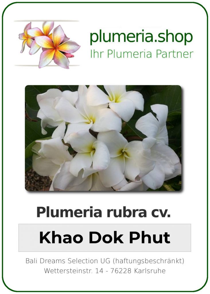 Plumeria rubra cv. "Khao Dok Phut" - unbewurzelter Steckling