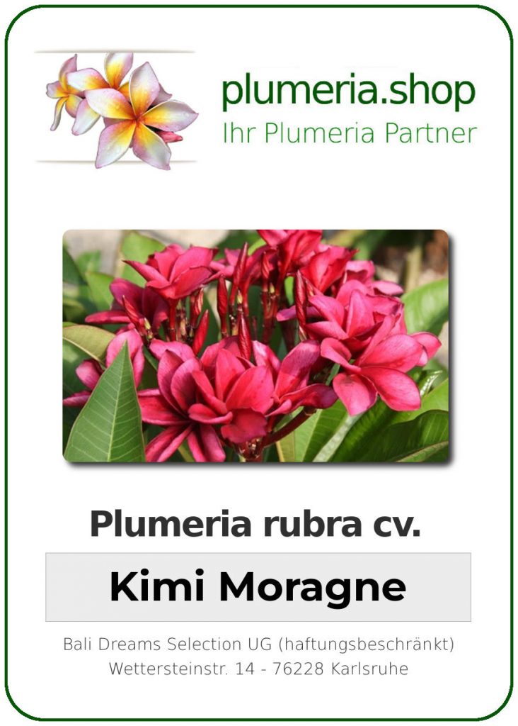 Plumeria rubra cv. "Kimi Moragne" - unbewurzelter Steckling