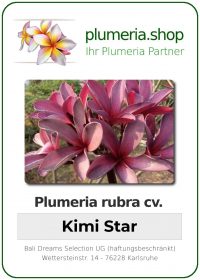 Plumeria rubra - "Kimi Star"