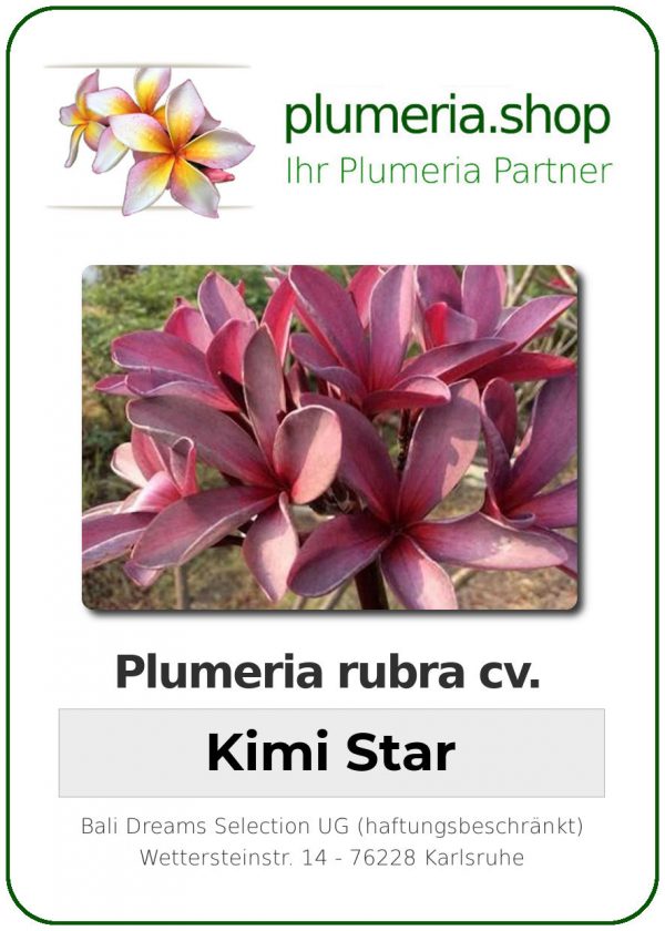 Plumeria rubra - "Kimi Star"
